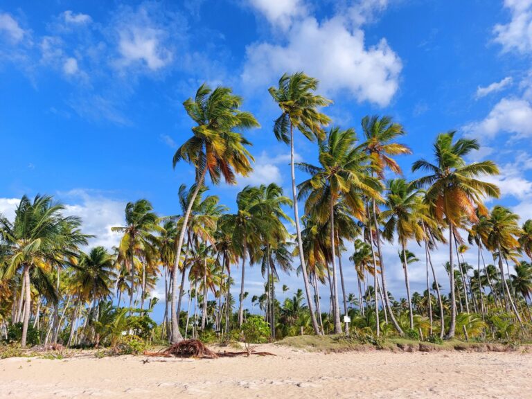 Explora las Islas de Las Terrenas en un Día
