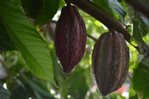 Bonao: Explora la Historia y el Cacao en el Cradle of Cacao, RD